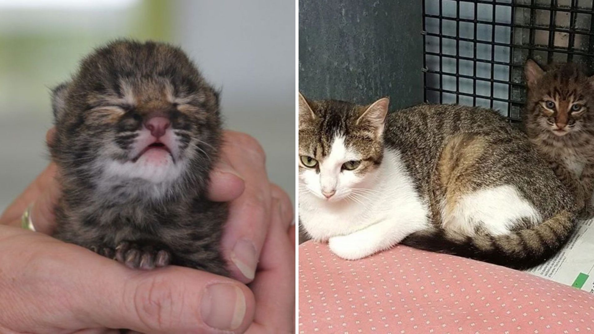 North Carolina Cat Saves An Orphaned Bobcat By Becoming His Loving Surrogate Mom