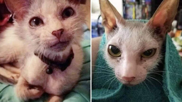 North Carolina Family Shocked When Their Cat Gives Birth To A Truly Unique Kitten