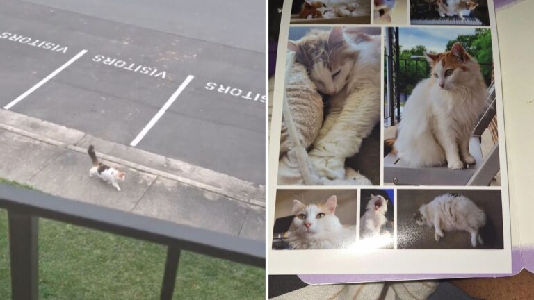 North Carolina Woman Builds Special Bond With Neighbor’s Cat But Gets Heartbroken By A Letter