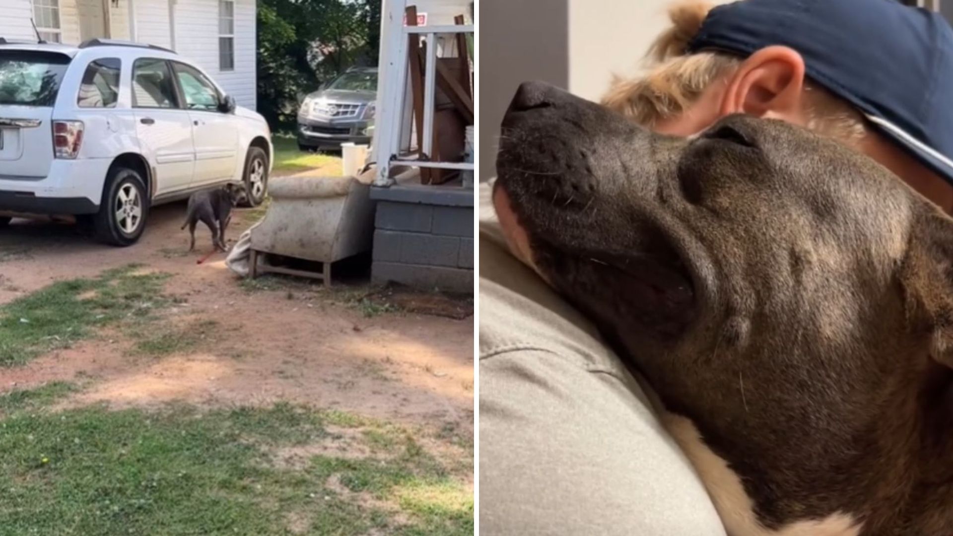North Carolina Woman Buys A Chained Pregnant Dog For $23 Then Realizes She’s Worth So Much More
