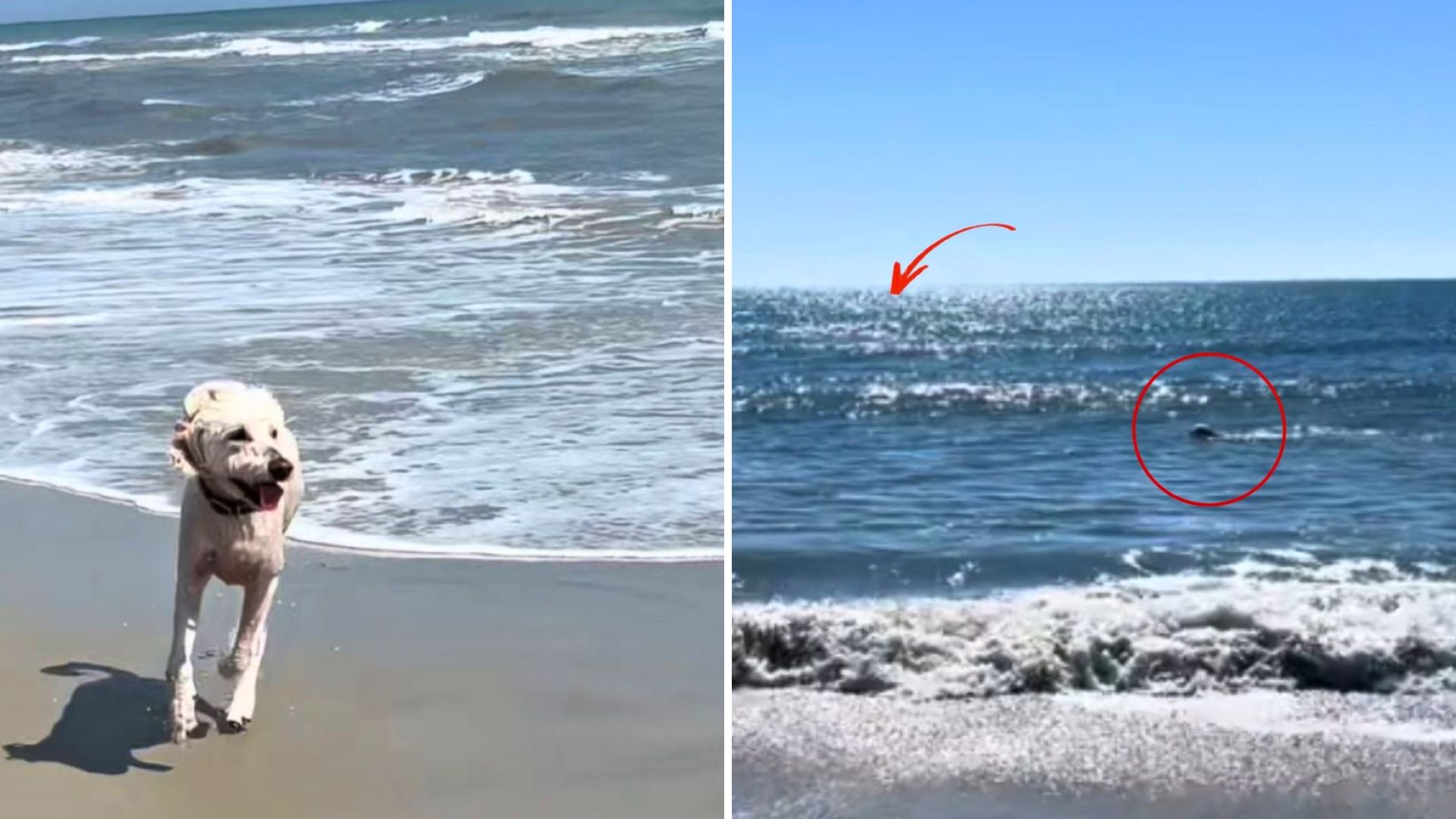 North Carolina Woman Sees Her Dog Leap Into The Ocean, Then Uncovers The Surprising Reason Why