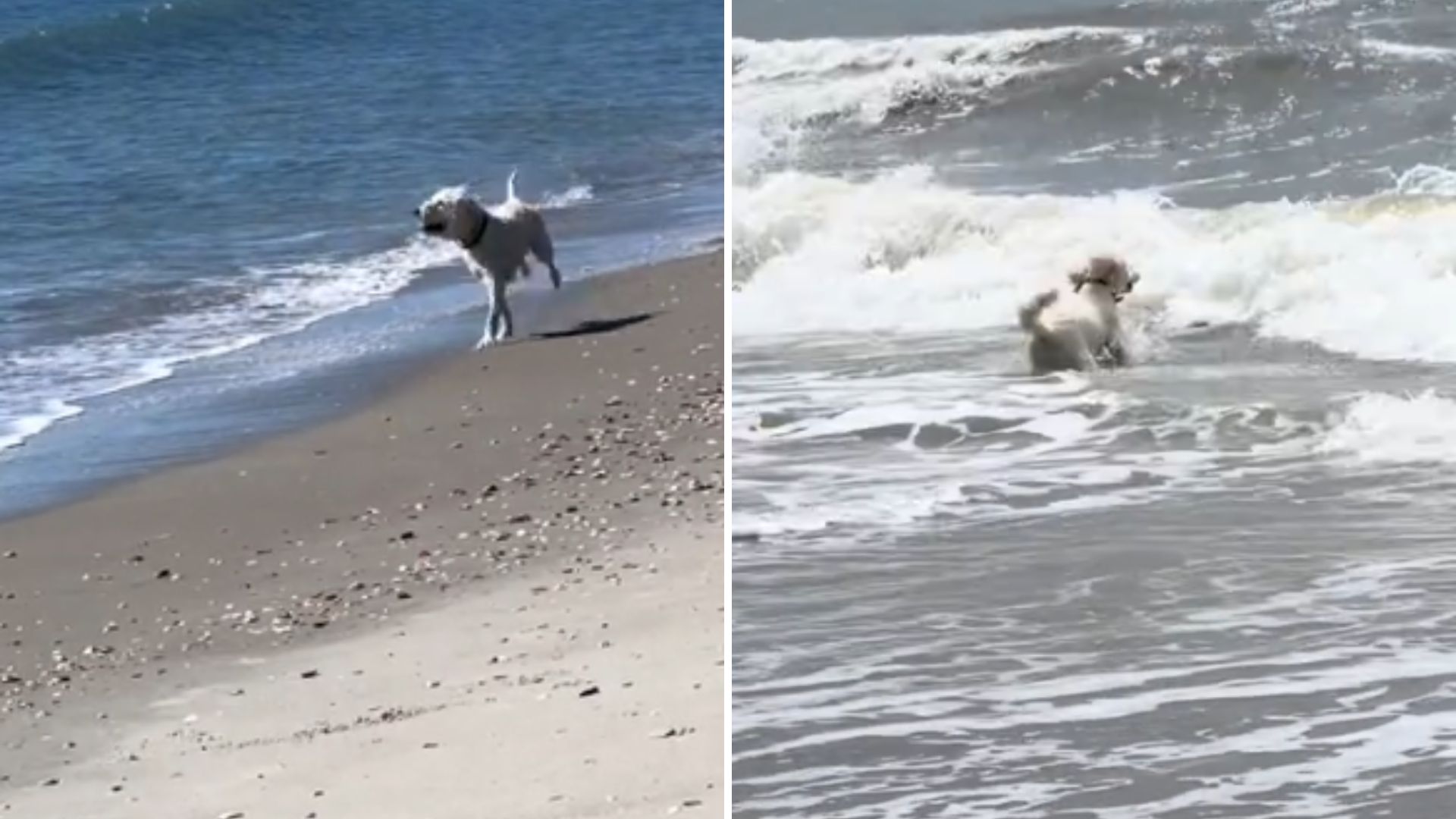 dog in sea