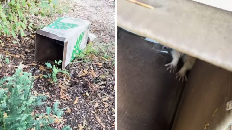trash bin