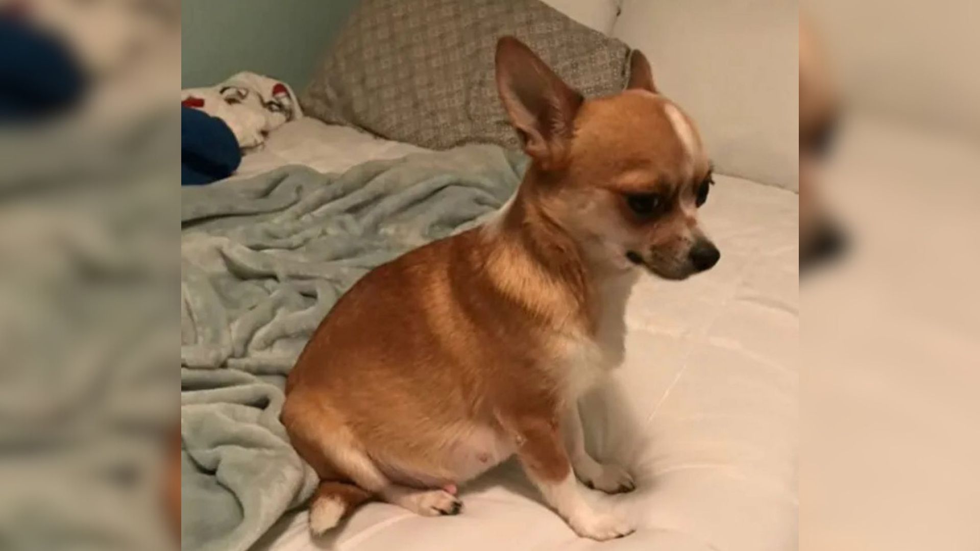 Oregon Puppy Adoption From Craigslist Uncovers A Shocking Secret