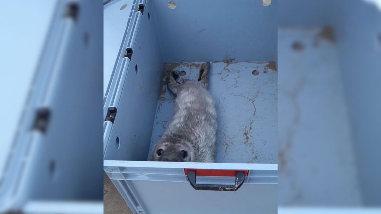 baby seal
