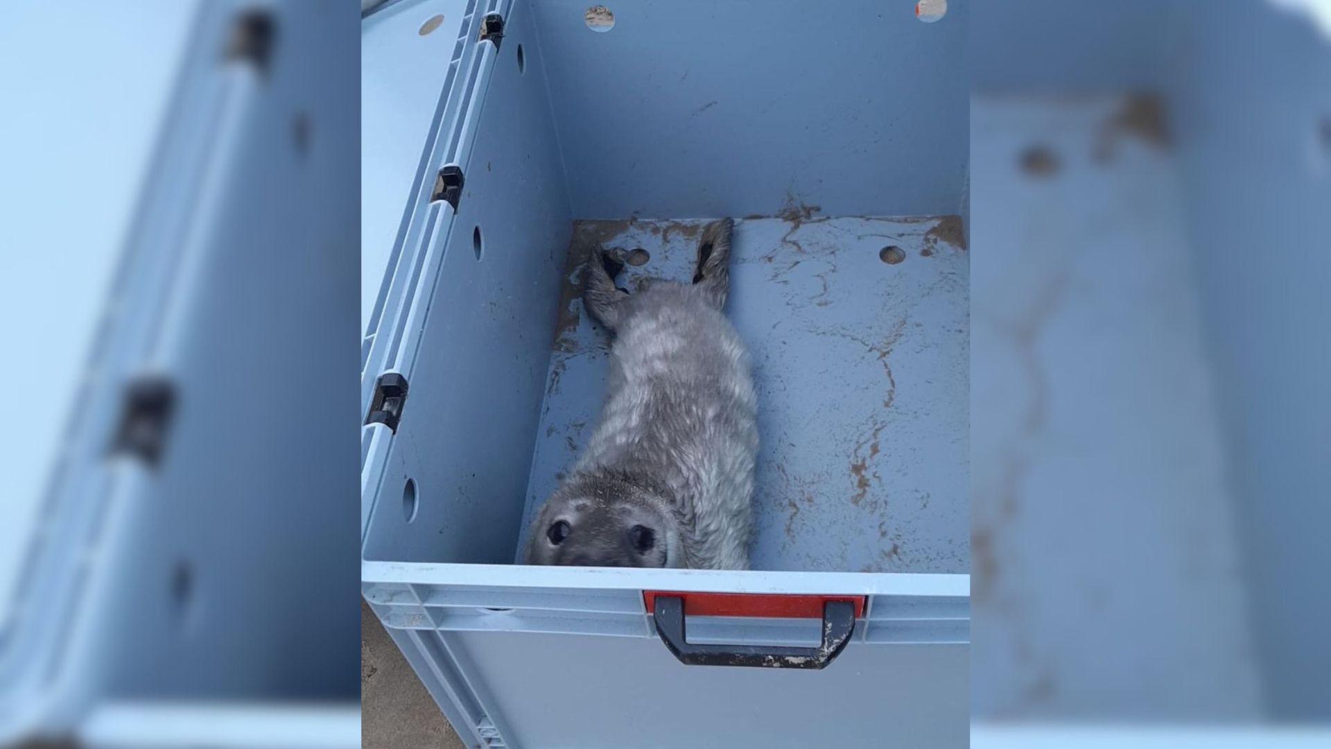 baby seal