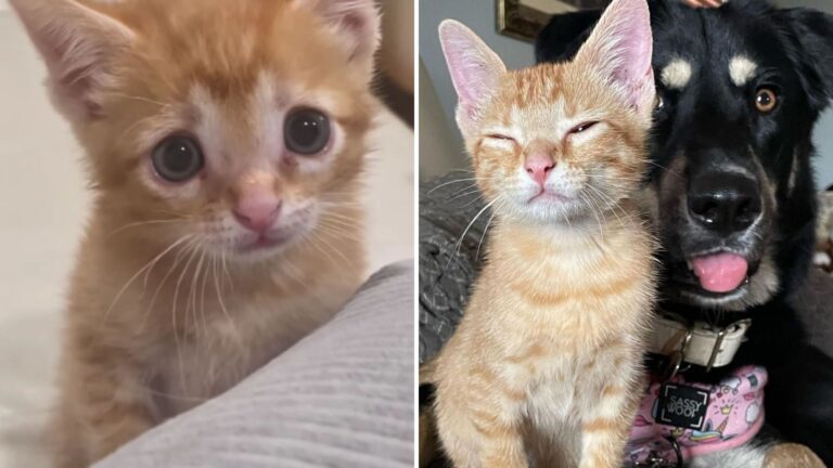 Orphaned Kitten Finds A Home In North Carolina And Wins Over The Family Dog