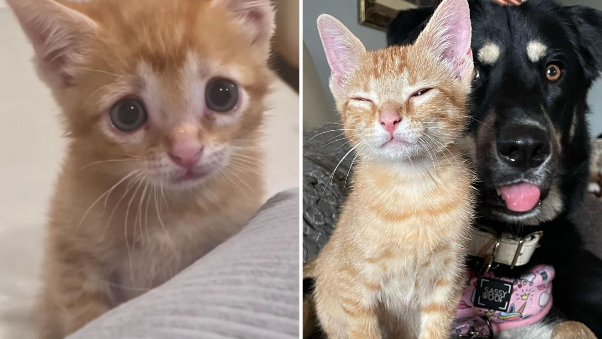 Orphaned Kitten Finds A Home In North Carolina And Wins Over The Family Dog