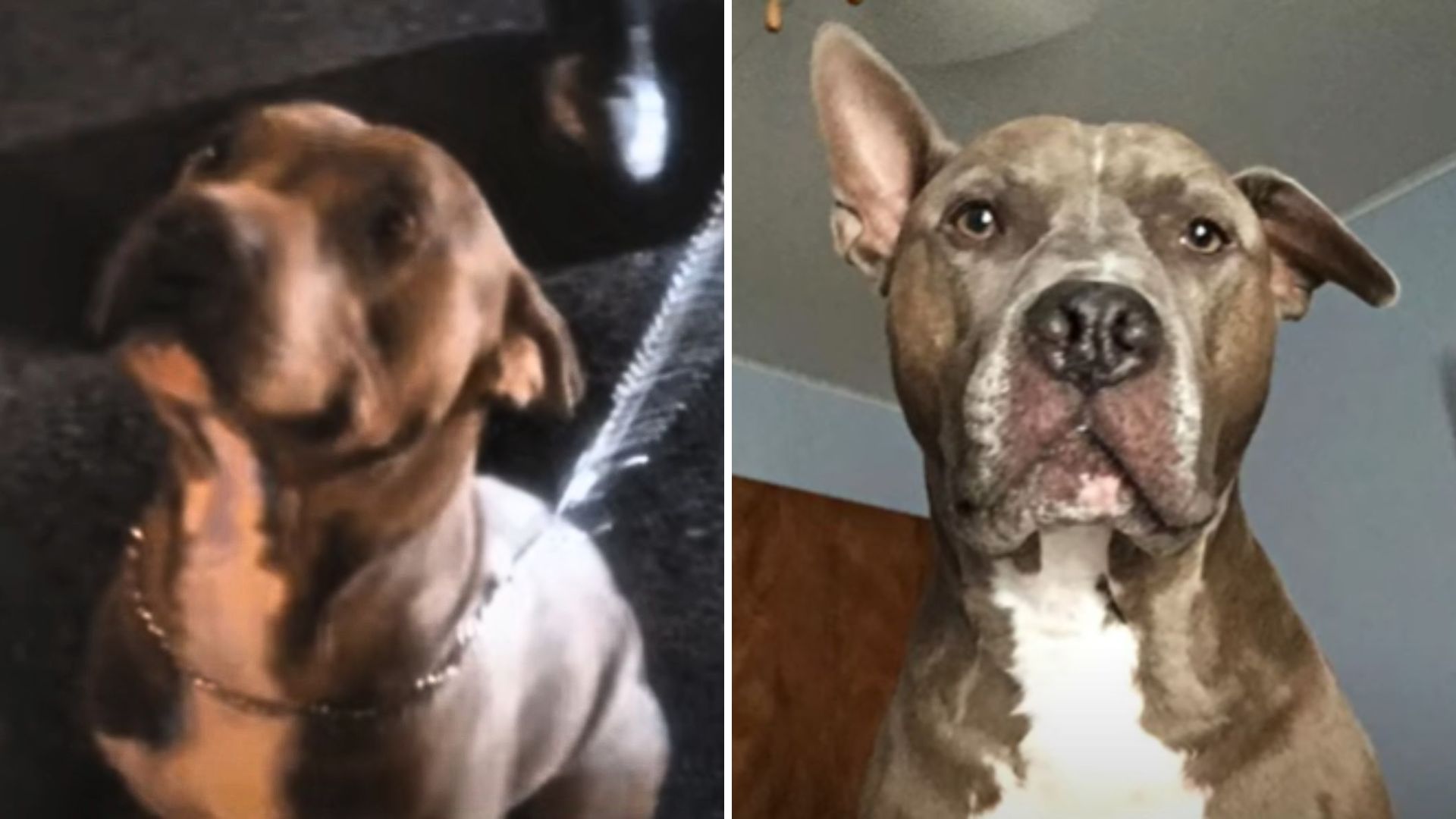 Owner Abandons Pit Bull Outside Pet Store In Chicago, Disappearing Without A Trace