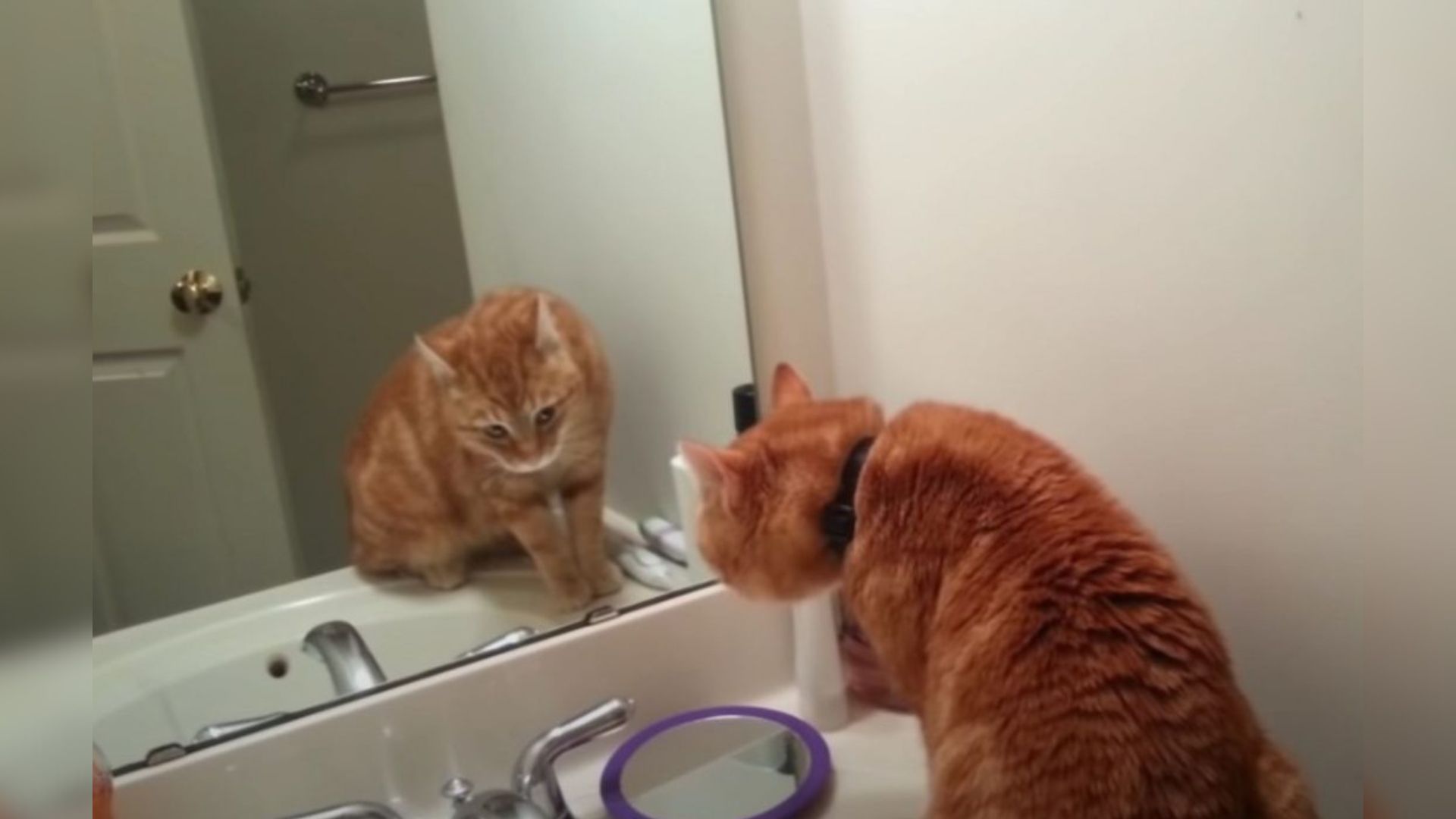 Pennsylvania Family Catches Their Cat Talking To Himself In The Mirror