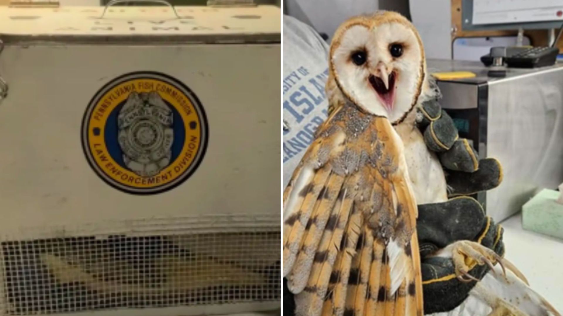 owls in the box