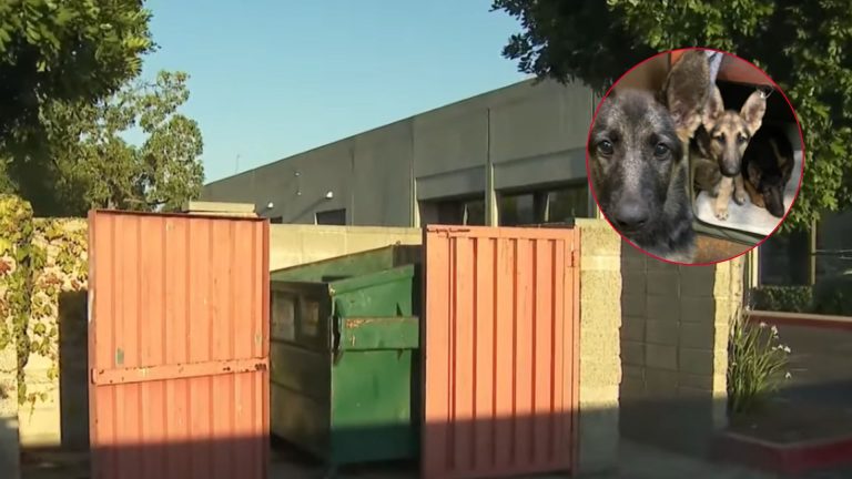 dumpsters