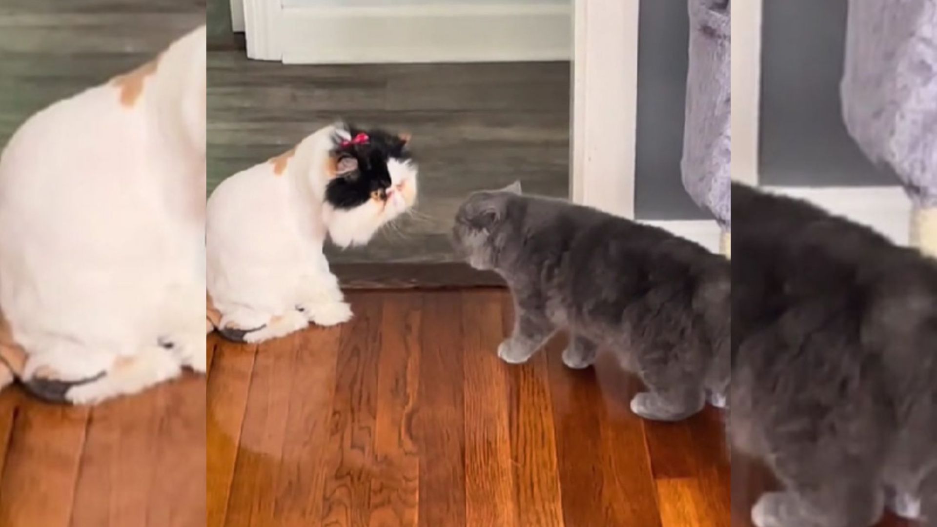 Persian Cat From Massachusetts Can’t Recognize Her Sister After A Haircut And It’s Hilarious