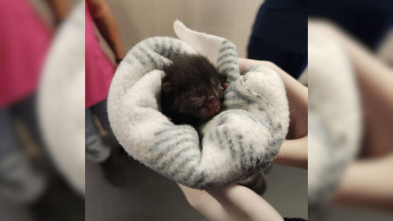 Philadelphia Man Stumbles Upon A Cardboard Box On The Sidewalk And Finds A Crying Baby Inside