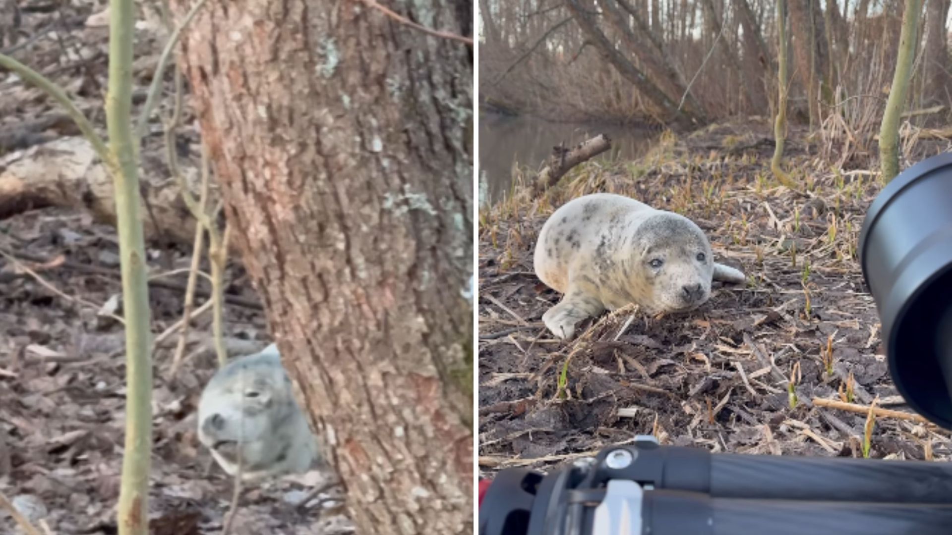 Photographer Spots A Gray 'Stone' In The Woods, Then Freezes As It Starts To Move