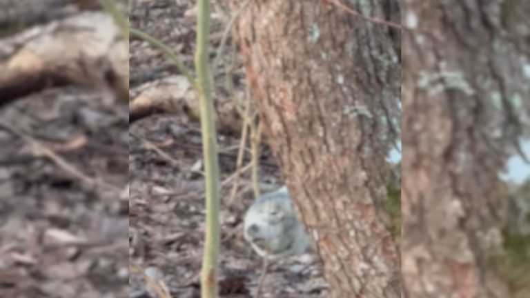 baby seal in forest