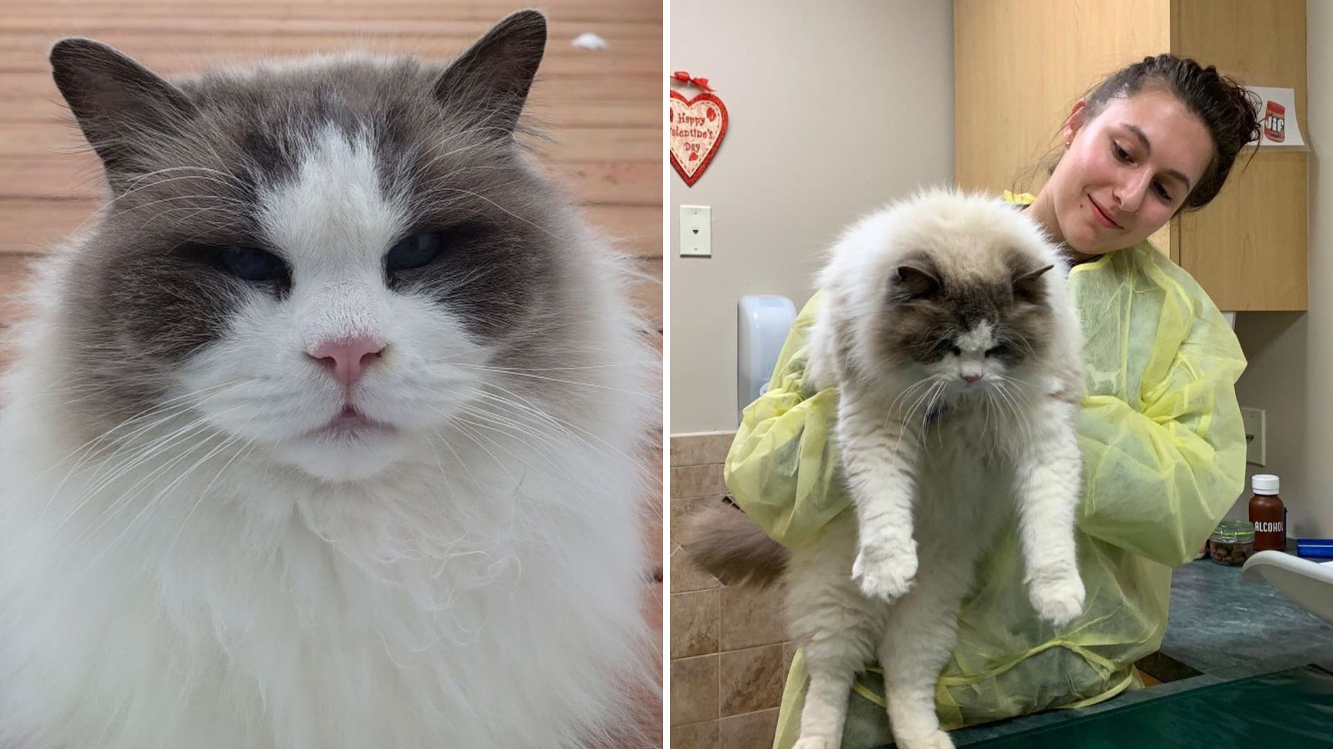 Ragdoll Cat Faces Heartbreak After His Owners Sell Their Home In Virginia And Leave Without Him