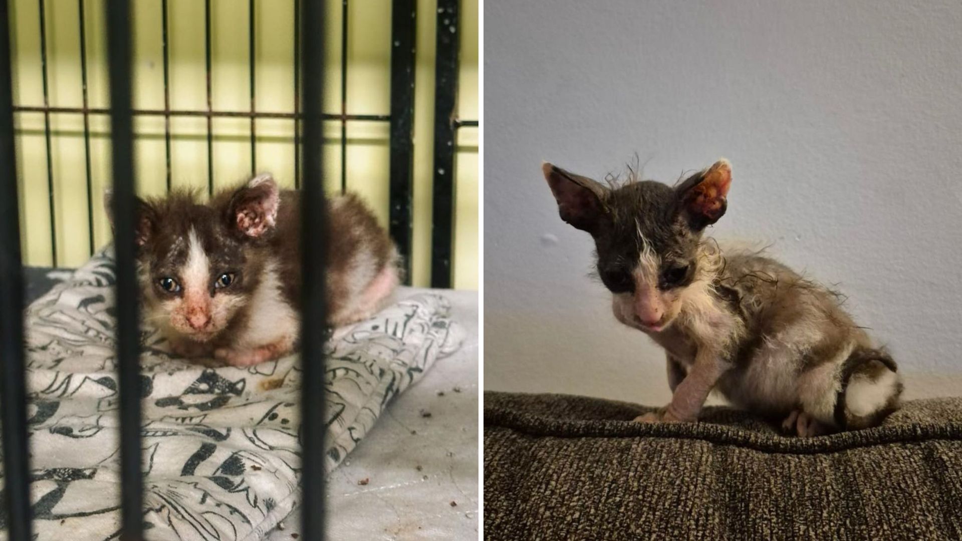Scruffy Kitten Wins Hearts At Indiana Rescue While Waiting For Love