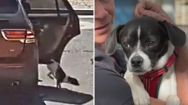 Security Camera In Arizona Films Heartbroken Dog Running After Car That Had Just Abandoned Him