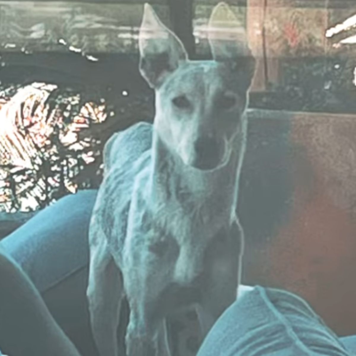 Senior coyote