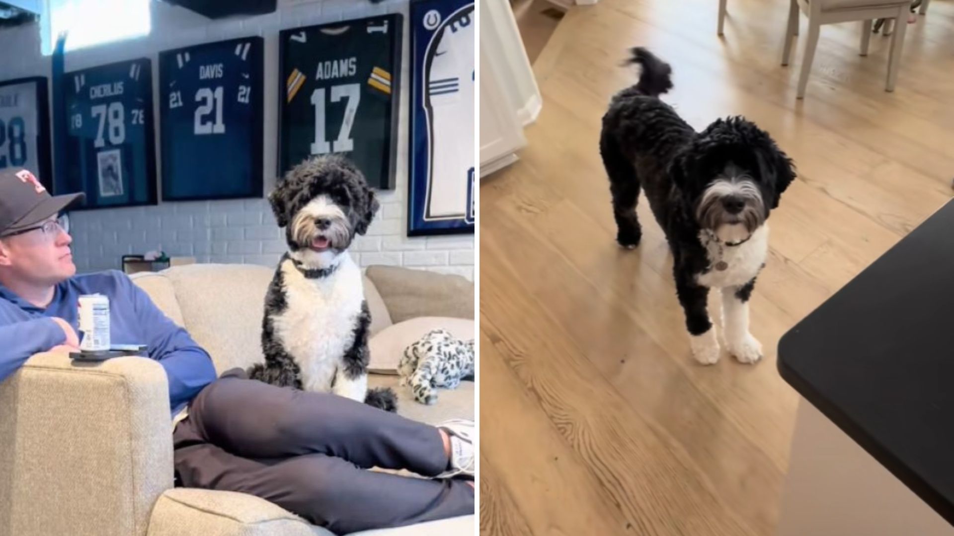 Service Dog’s Unusual Stare Leads Ohio Woman To Shocking Discovery
