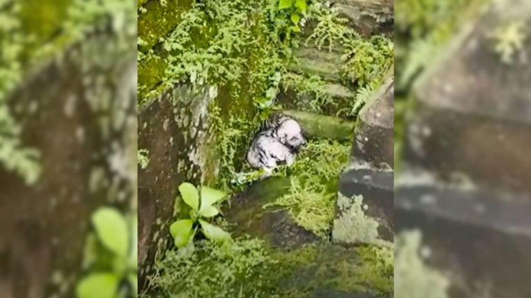puppy in bush