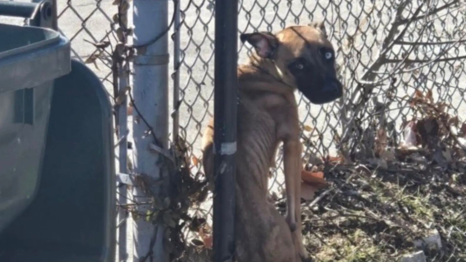 starved dog tied to fence
