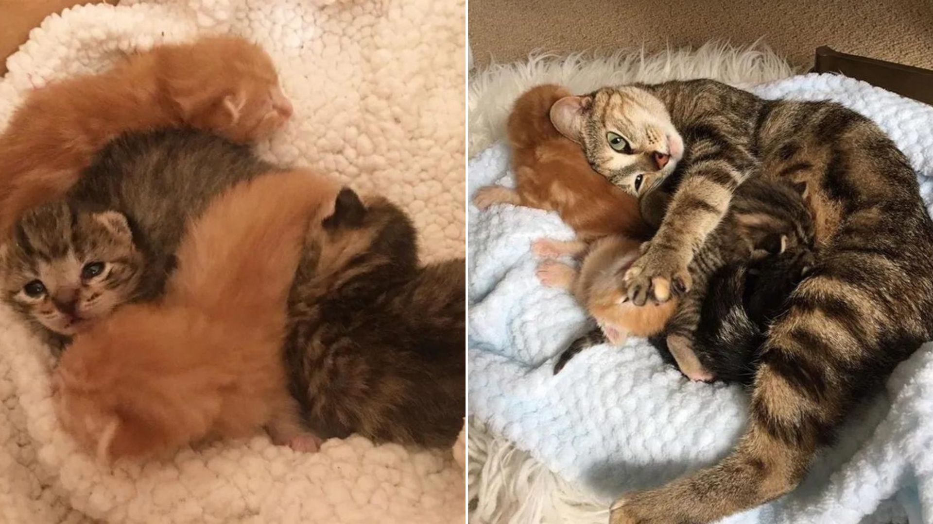 Stray California Mama Cat Overcomes Fear Of Humans To Rescue Her Kittens