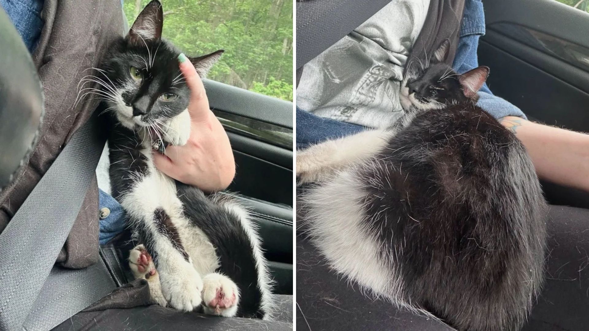 Stray Cat In New York Finds A Cozy Spot In Stranger’s Car And Refuses To Leave