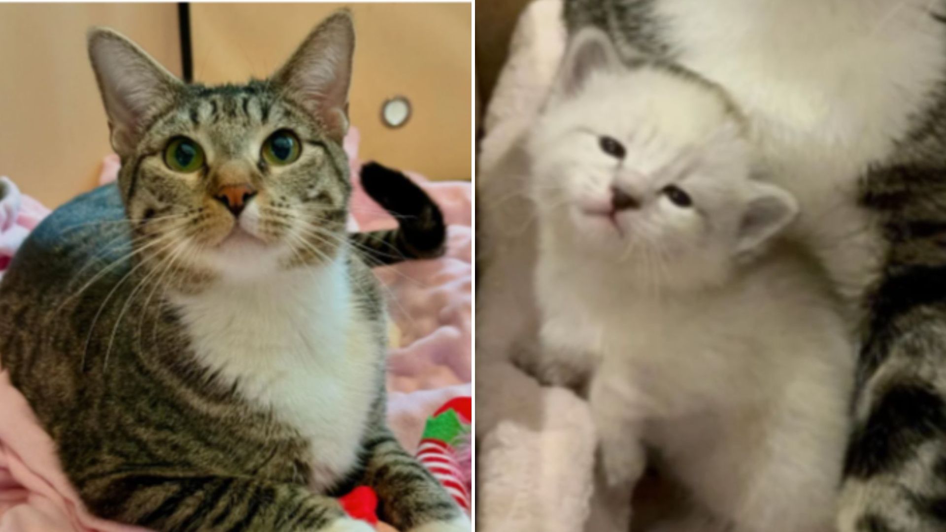 cat and her special kittens