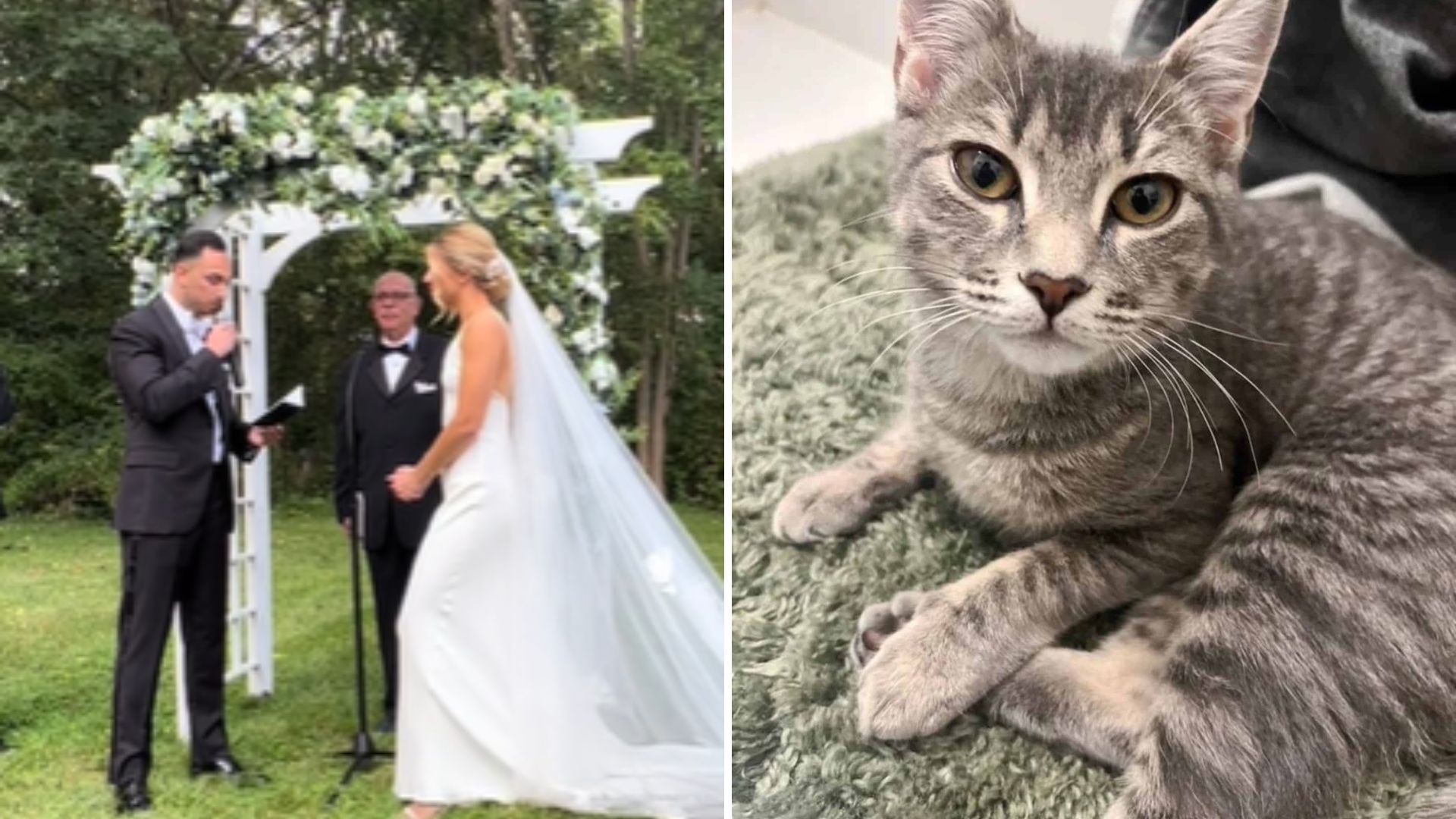 Tabby Kitten Steals Hearts At New York Wedding, Ends Up With Loving Family