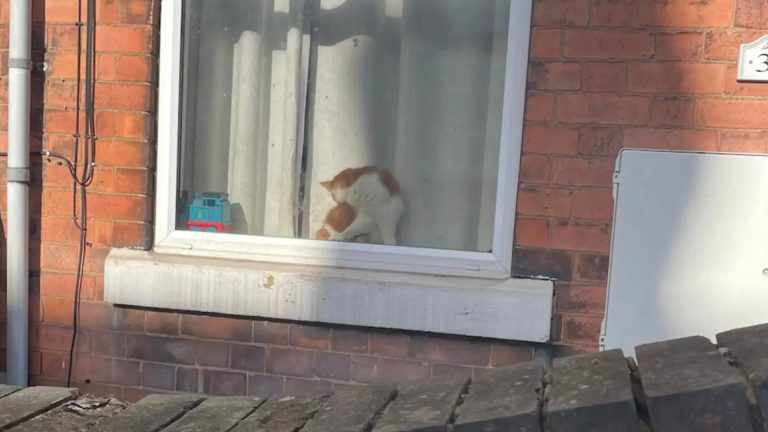cat on window
