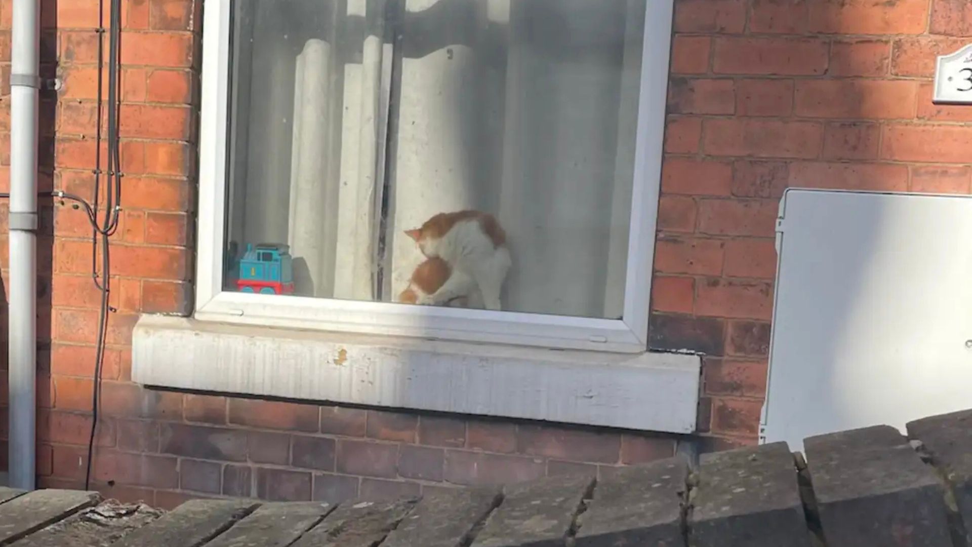 cat on window