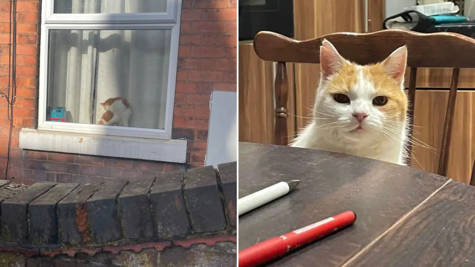 teen sees cat on someones window