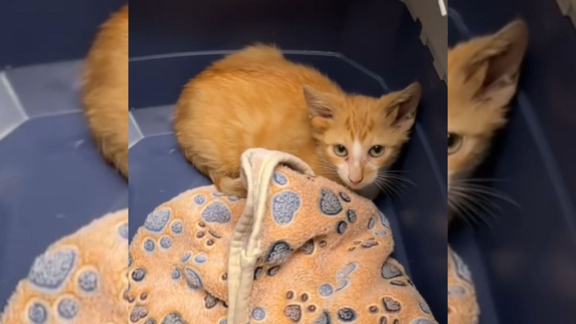 Tennessee Mechanic Finds Box Of Kittens And One Stands Out In A Shocking Way