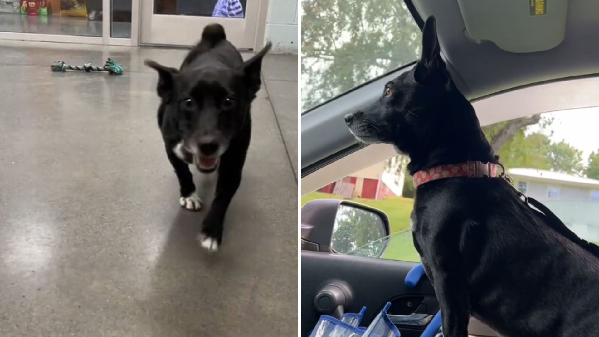 Tennessee Shelter Dog Bursts With Joy When She Realizes Her Dream Of A Forever Home Came True