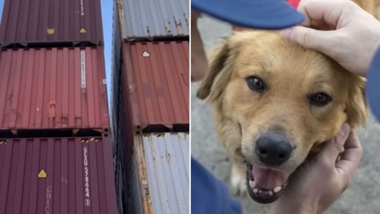 dog locked in shipping container