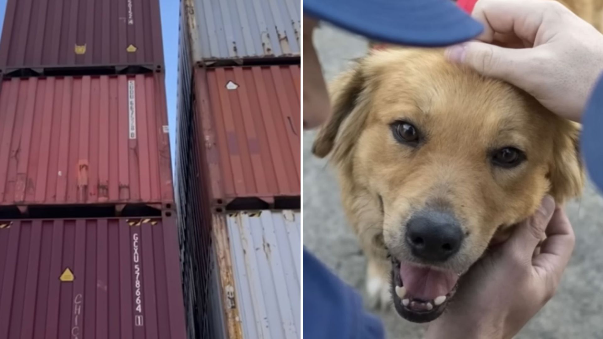 dog locked in shipping container