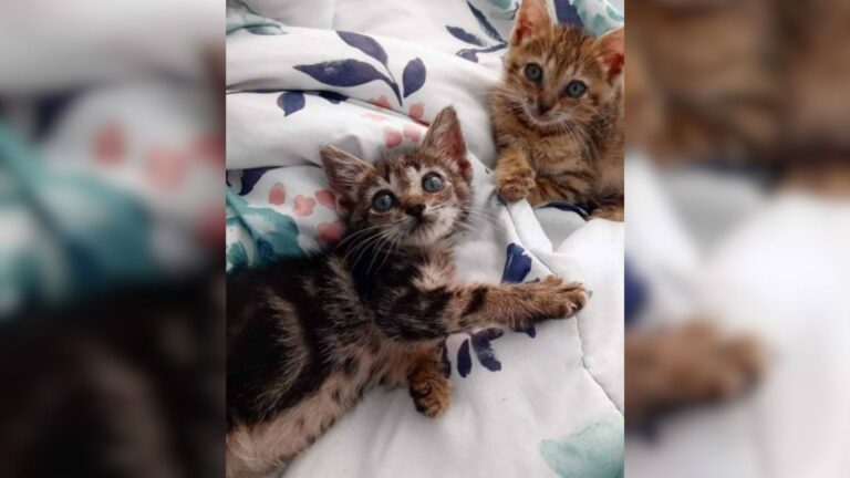 Texas Officer Risks Everything To Rescue 45 Cats Trapped Inside A Burning Shelter