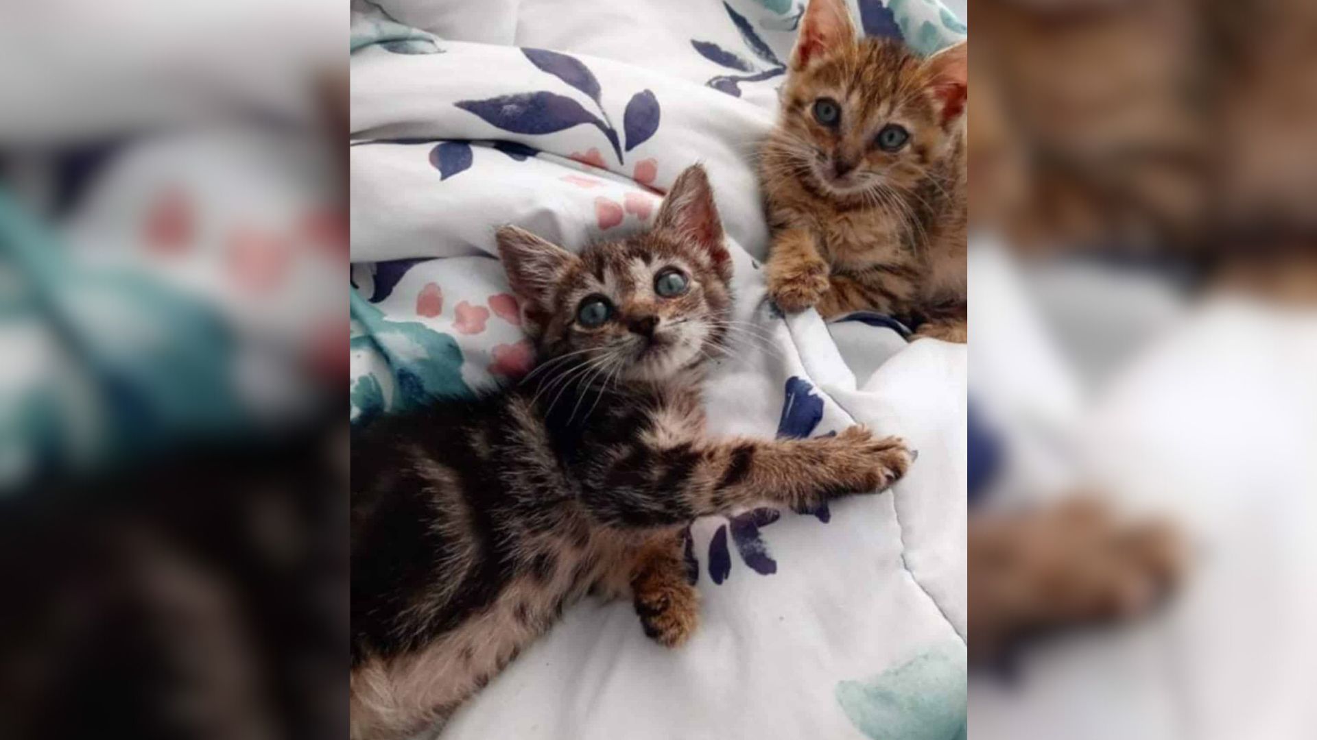 Texas Officer Risks Everything To Rescue 45 Cats Trapped Inside A Burning Shelter