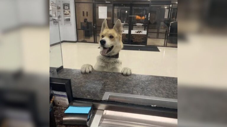Texas Officers Shocked When Dog Shows Up Alone At Police Station Late At Night