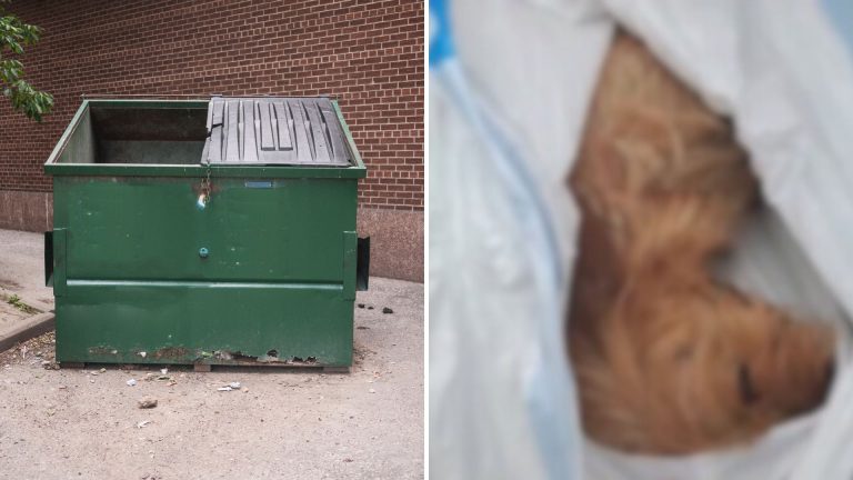 trash bin