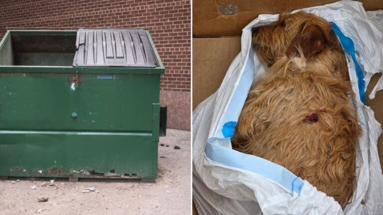 dog in trash