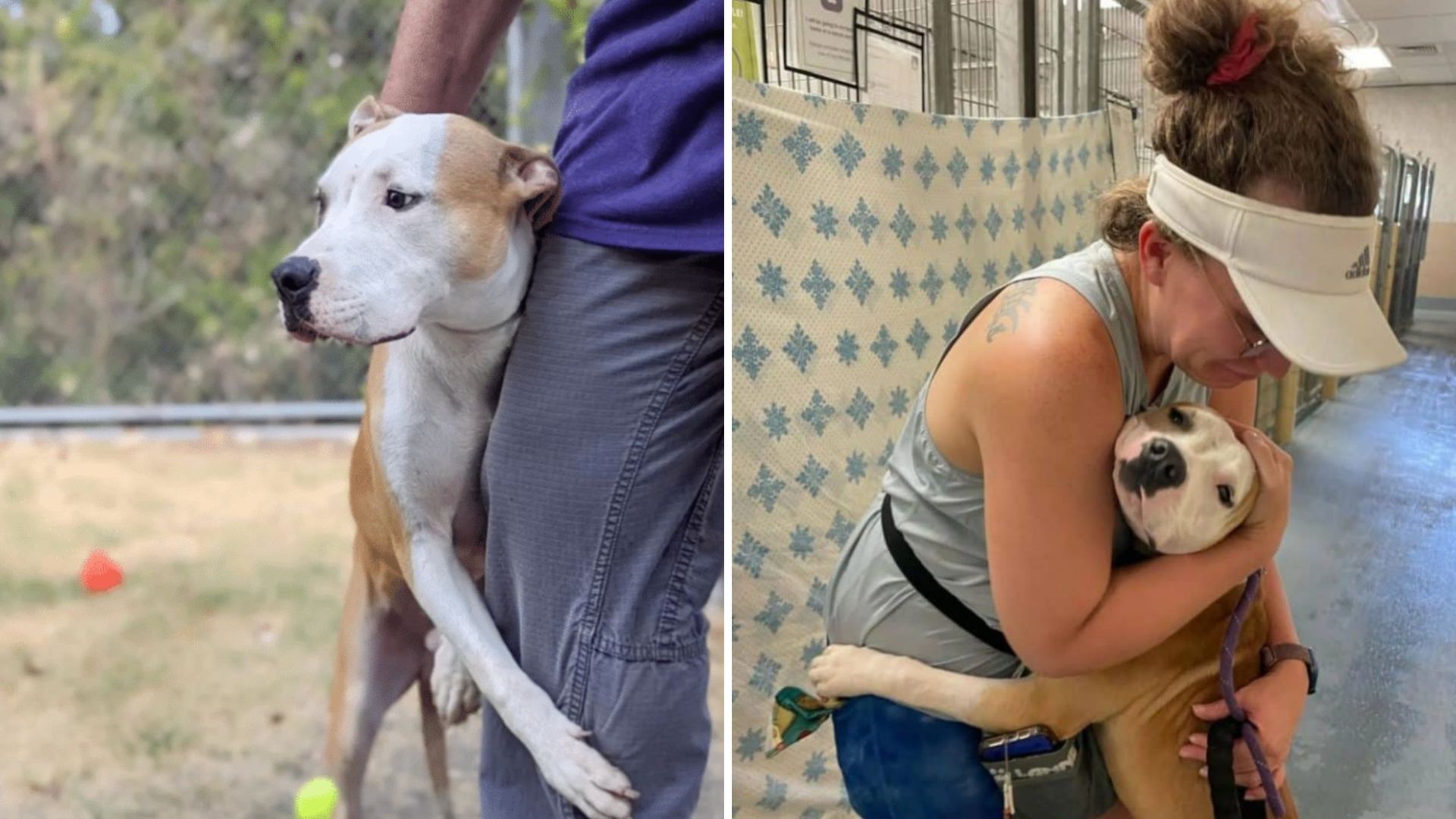 Texas Shelter Dog Escapes Euthanasia When Someone Sees His Loving Heart