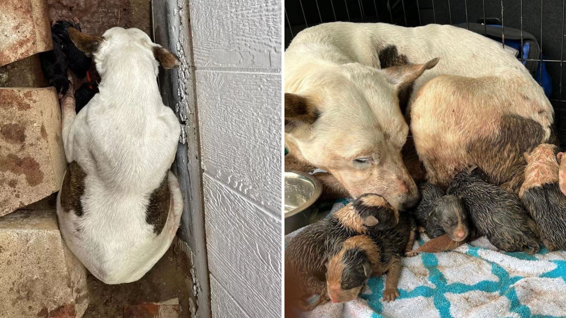 Texas Woman Rescues Dog From Muddy Pit And Makes An Unexpected Discovery