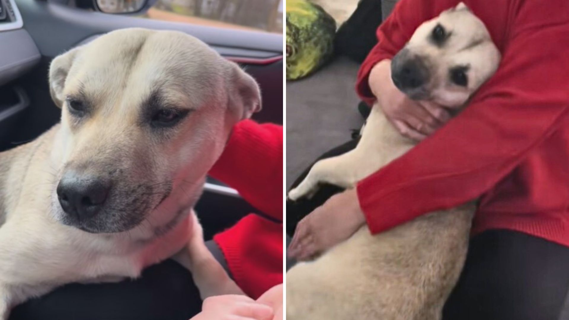 Texas Woman Spots Loving Pregnant Dog In Dollar General Parking Lot And Her Heart Melts