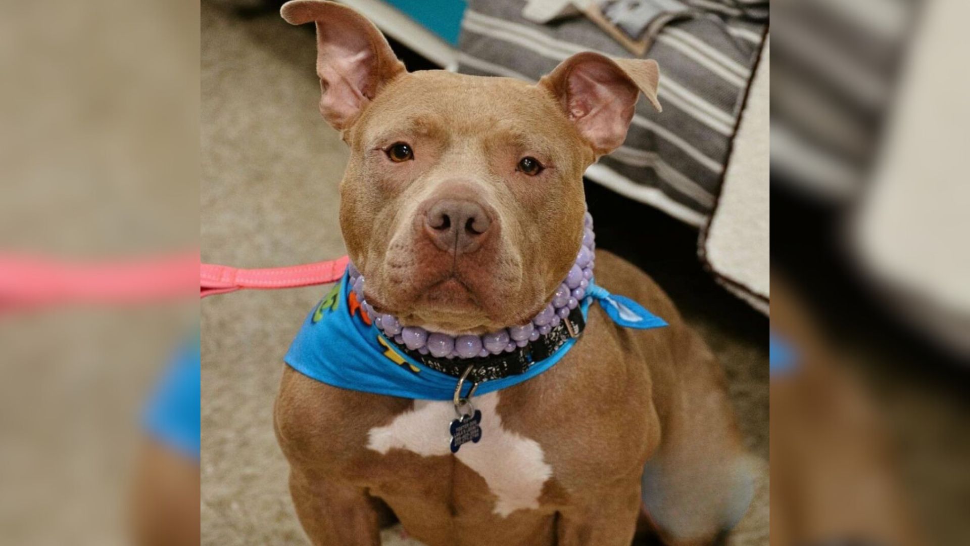 This Maryland Dog Was About To Get Euthanized But Something Special Saved Her
