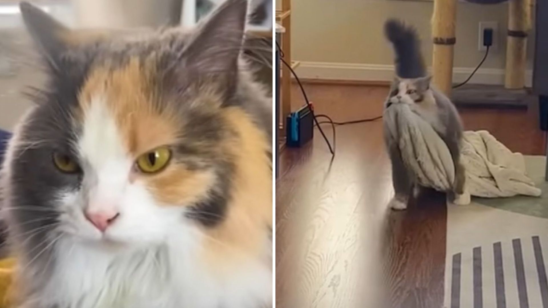 This Ohio Kitty Has The Weirdest Quirk And You'll Never Guess What It Is