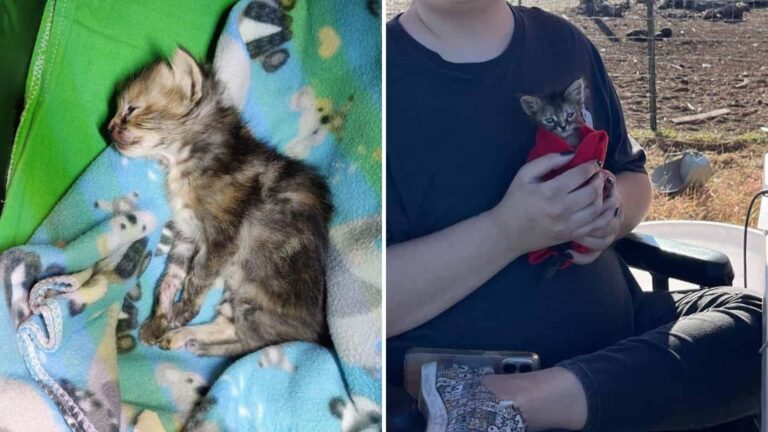 Tiny Kitten In Texas Clings To Life After Being Squeezed And Injured By A Toddler