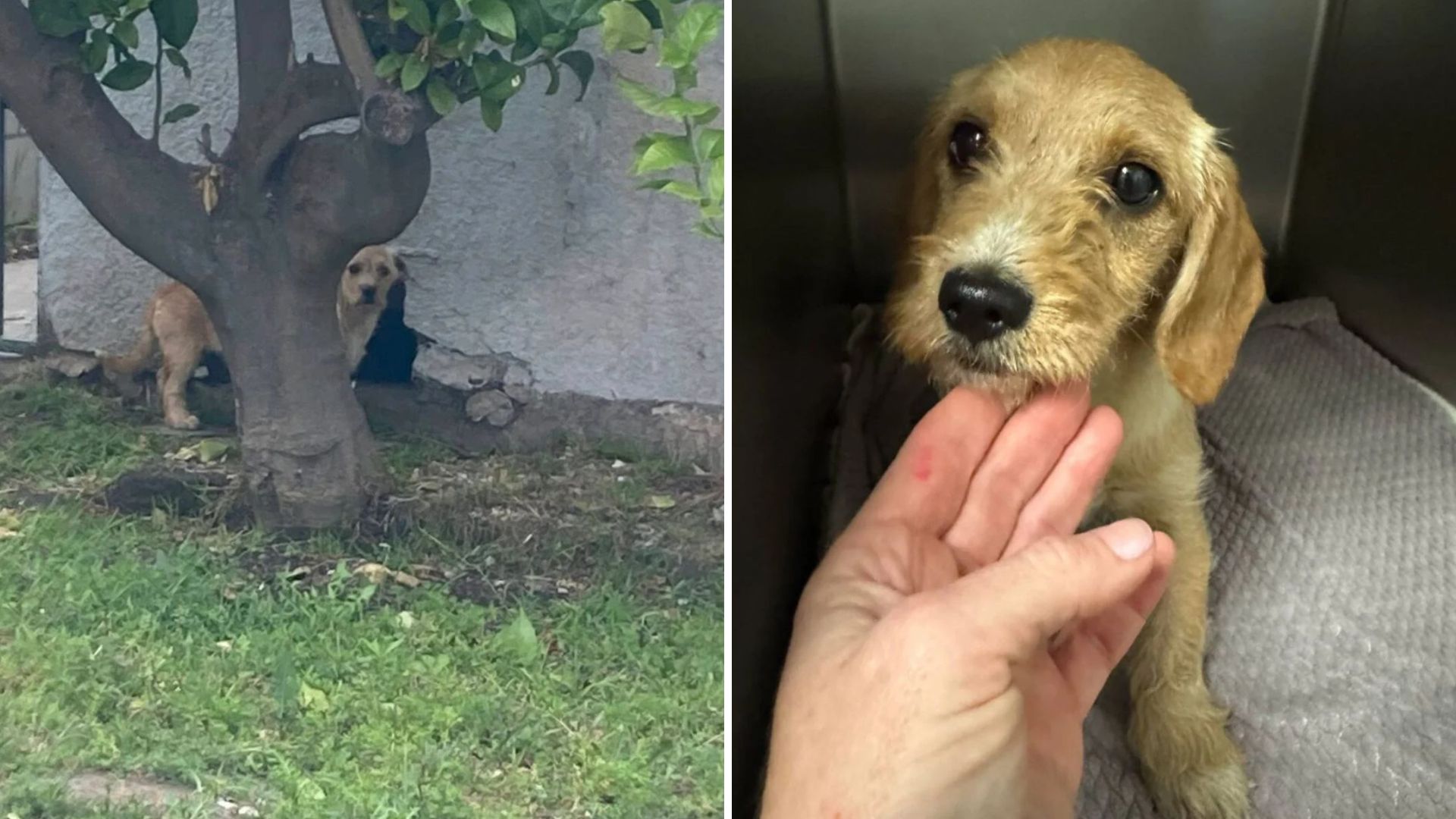 Too Scared To Move, Little Puppy Discovered Under A Construction Site In Los Angeles